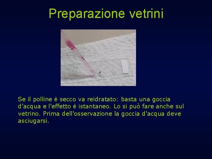 Preparazione vetrini Se il polline è secco va reidratato: basta una goccia d'acqua e