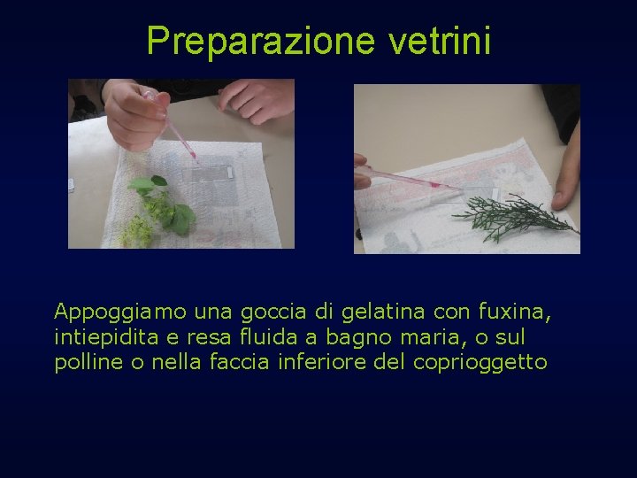 Preparazione vetrini Appoggiamo una goccia di gelatina con fuxina, intiepidita e resa fluida a