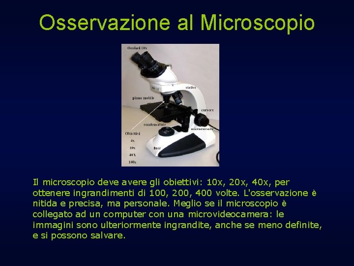 Osservazione al Microscopio Il microscopio deve avere gli obiettivi: 10 x, 20 x, 40