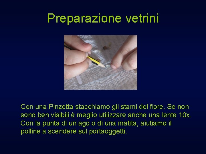 Preparazione vetrini Con una Pinzetta stacchiamo gli stami del fiore. Se non sono ben