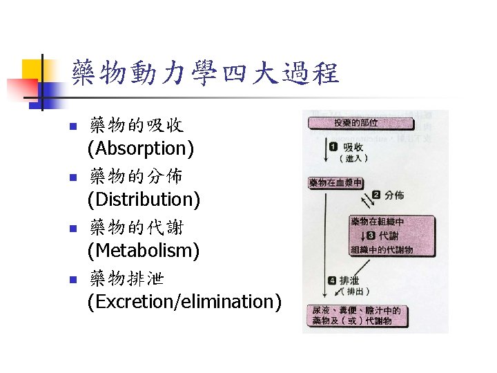 藥物動力學四大過程 n n 藥物的吸收 (Absorption) 藥物的分佈 (Distribution) 藥物的代謝 (Metabolism) 藥物排泄 (Excretion/elimination) 