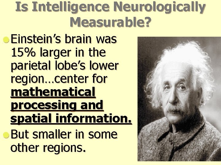 Is Intelligence Neurologically Measurable? l Einstein’s brain was 15% larger in the parietal lobe’s