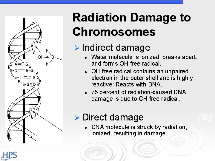 Radiation Damage to Chromosomes Ø Indirect l l l Water molecule is ionized, breaks Radiation Damage to Chromosomes Ø Indirect l l l Water molecule is ionized, breaks