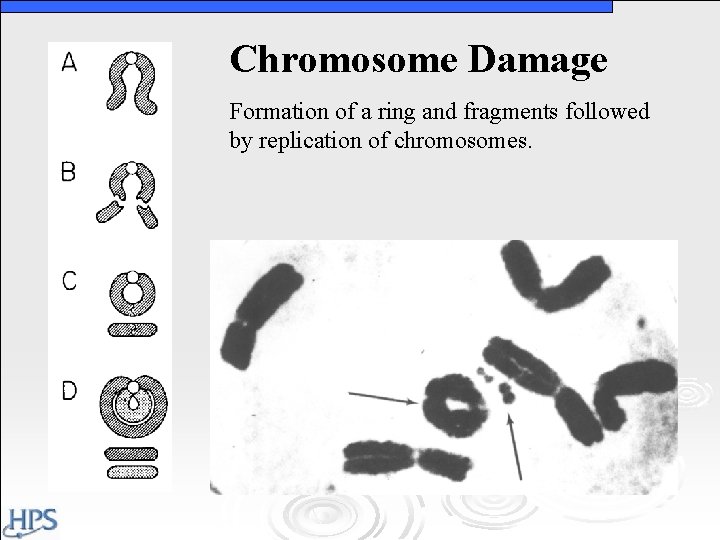 Chromosome Damage Formation of a ring and fragments followed by replication of chromosomes. Chromosome Damage Formation of a ring and fragments followed by replication of chromosomes.