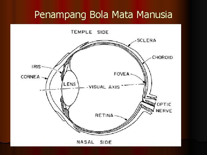 Penampang Bola Mata Manusia 