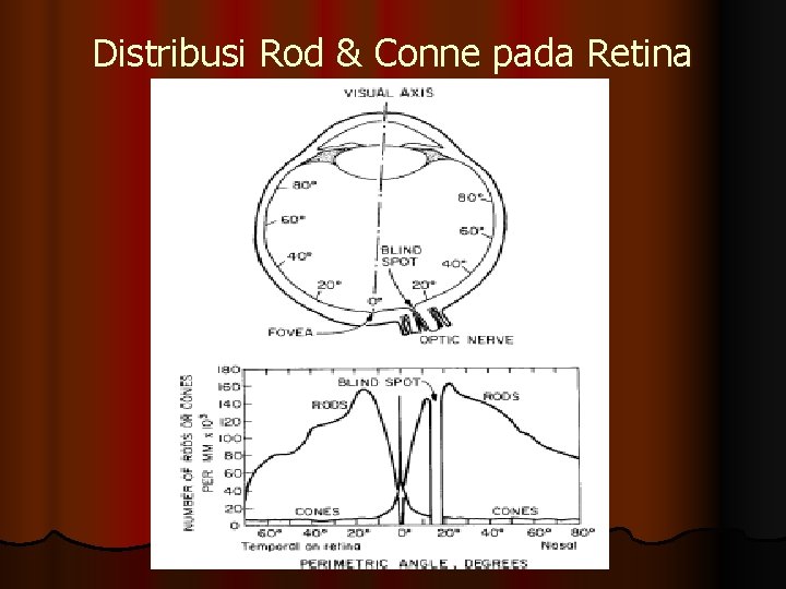 Distribusi Rod & Conne pada Retina 