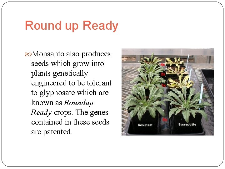 Round up Ready Monsanto also produces seeds which grow into plants genetically engineered to