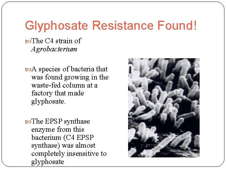 Glyphosate Resistance Found! The C 4 strain of Agrobacterium A species of bacteria that