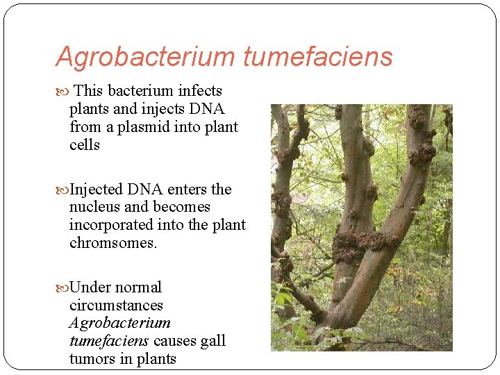 Agrobacterium tumefaciens This bacterium infects plants and injects DNA from a plasmid into plant