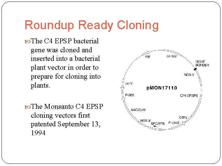 Roundup Ready Cloning The C 4 EPSP bacterial gene was cloned and inserted into