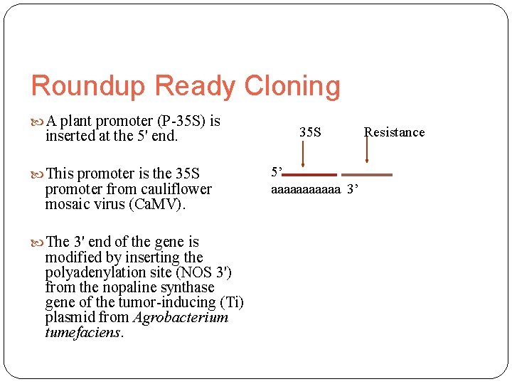 Roundup Ready Cloning A plant promoter (P-35 S) is inserted at the 5' end.