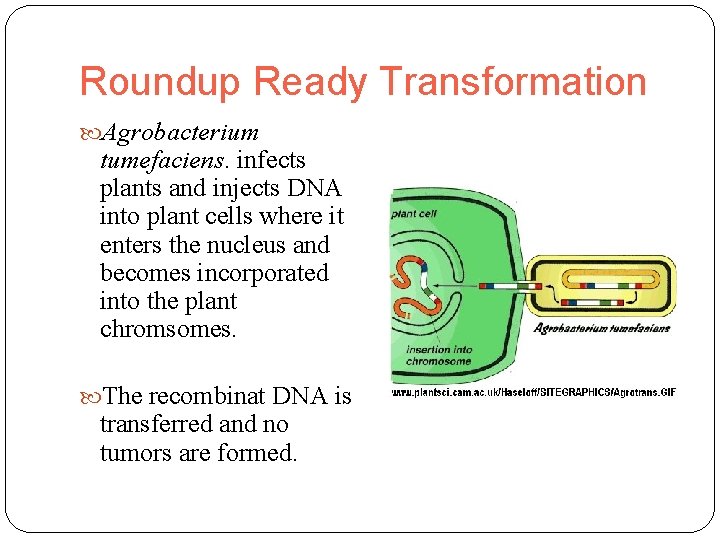 Roundup Ready Transformation Agrobacterium tumefaciens. infects plants and injects DNA into plant cells where