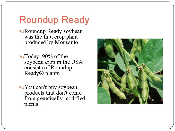Roundup Ready soybean was the first crop plant produced by Monsanto. Today, 90% of