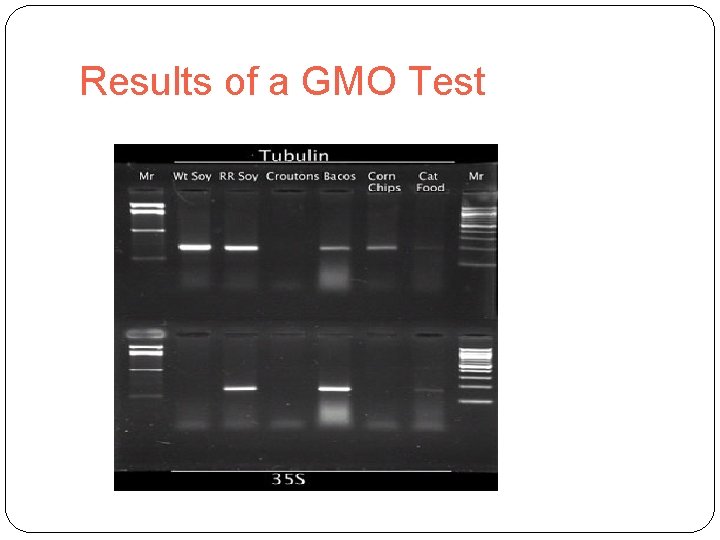 Results of a GMO Test 