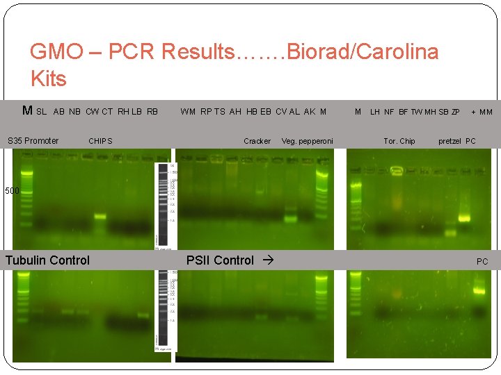 GMO – PCR Results……. Biorad/Carolina Kits M SL AB NB CW CT RH LB