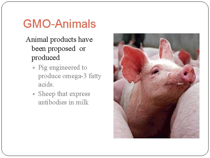 GMO-Animals Animal products have been proposed or produced ▫ Pig engineered to produce omega-3