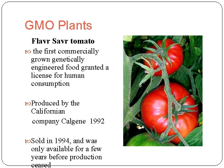 GMO Plants Flavr Savr tomato the first commercially grown genetically engineered food granted a