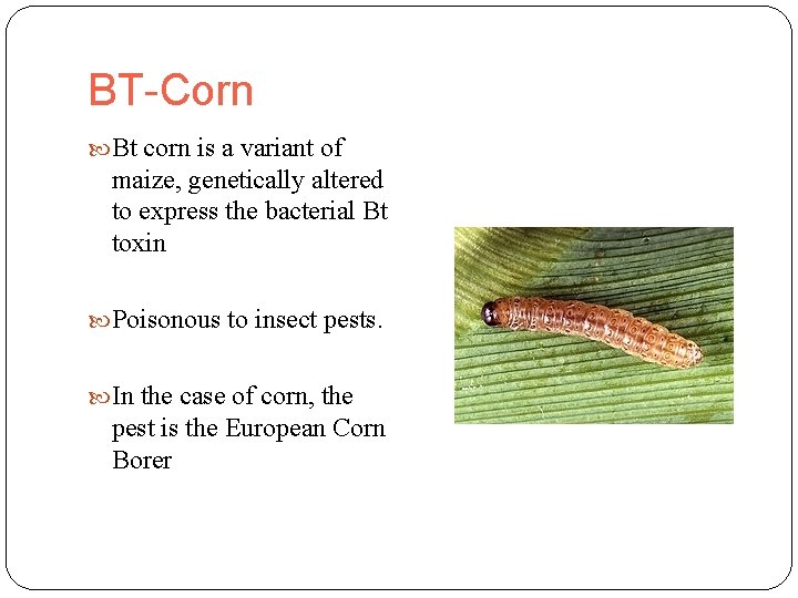 BT-Corn Bt corn is a variant of maize, genetically altered to express the bacterial