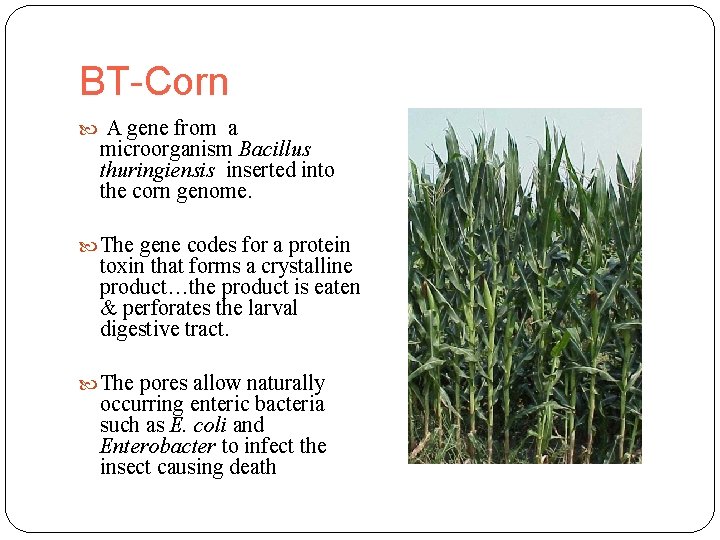 BT-Corn A gene from a microorganism Bacillus thuringiensis inserted into the corn genome. The