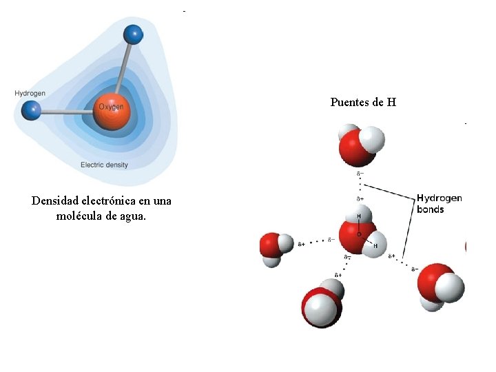 Puentes de H Densidad electrónica en una molécula de agua. 