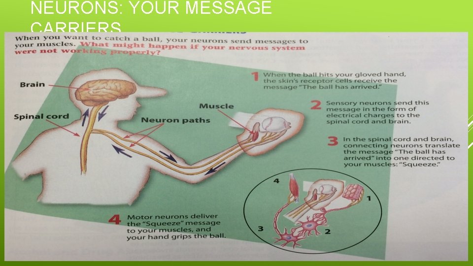NEURONS: YOUR MESSAGE CARRIERS NEURONS: YOUR MESSAGE CARRIERS
