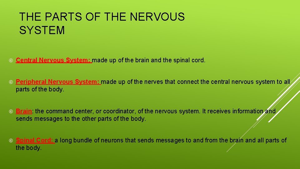 THE PARTS OF THE NERVOUS SYSTEM Central Nervous System: made up of the brain THE PARTS OF THE NERVOUS SYSTEM Central Nervous System: made up of the brain
