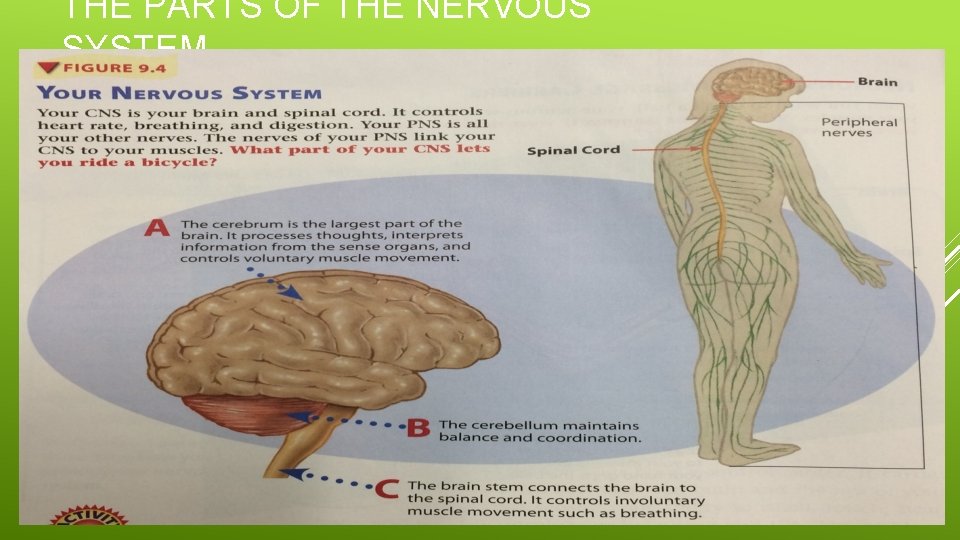 THE PARTS OF THE NERVOUS SYSTEM THE PARTS OF THE NERVOUS SYSTEM