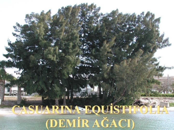 CASUARINA EQUİSTIFOLIA (DEMİR AĞACI) 