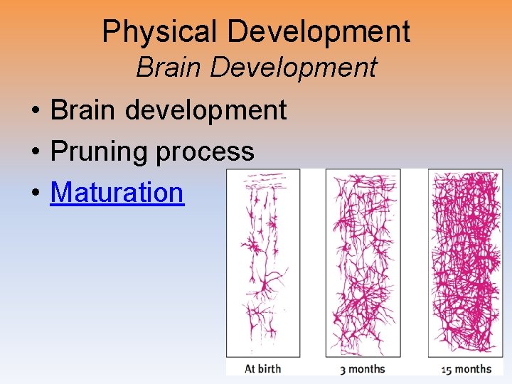 Physical Development Brain Development • Brain development • Pruning process • Maturation 