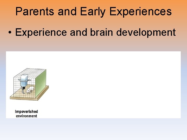 Parents and Early Experiences • Experience and brain development 