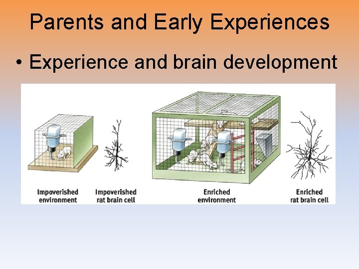 Parents and Early Experiences • Experience and brain development 