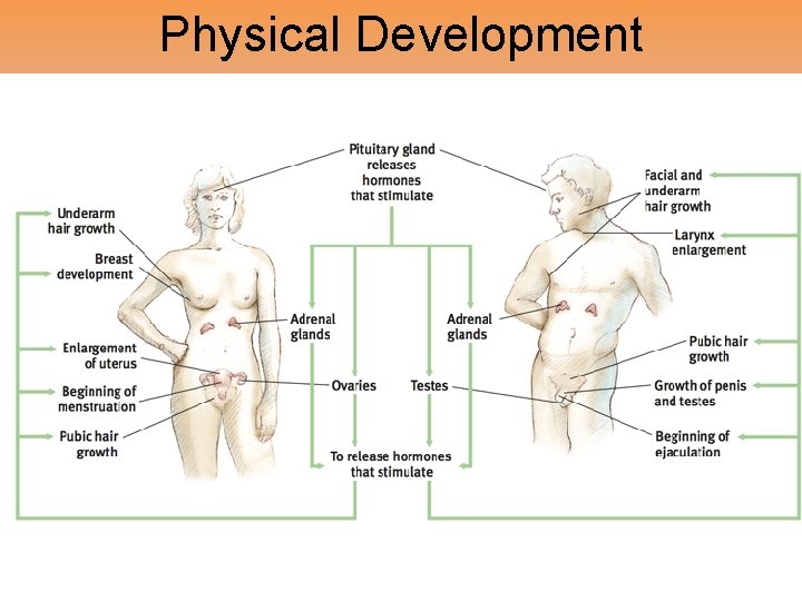 Physical Development 