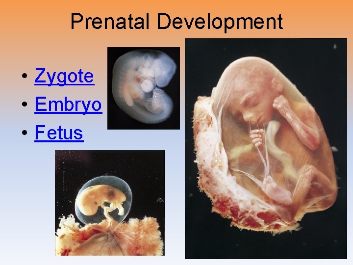 Prenatal Development • Zygote • Embryo • Fetus 