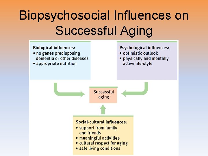 Biopsychosocial Influences on Successful Aging 