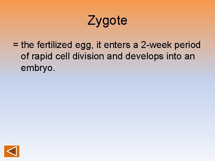 Zygote = the fertilized egg, it enters a 2 -week period of rapid cell