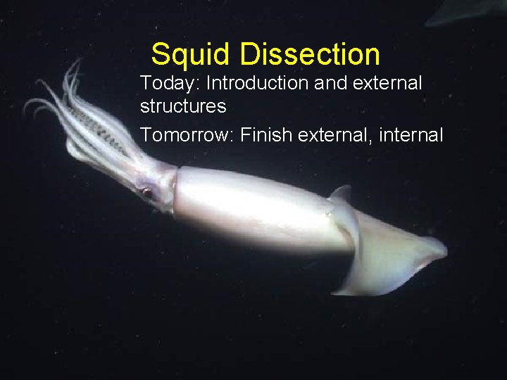 Squid Dissection Today: Introduction and external structures Tomorrow: Finish external, internal 