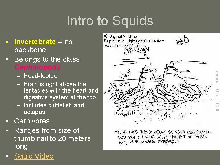 Intro to Squids • Invertebrate = no backbone • Belongs to the class Cephalopoda