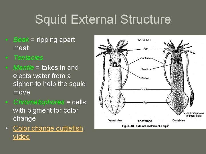 Squid External Structure • Beak = ripping apart meat • Tentacles • Mantle =