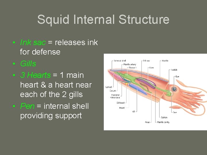 Squid Internal Structure • Ink sac = releases ink for defense • Gills •