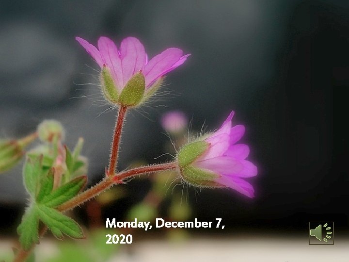 Monday, December 7, 2020 