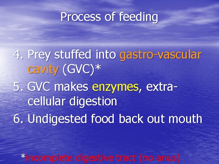 Process of feeding 4. Prey stuffed into gastro-vascular cavity (GVC)* 5. GVC makes enzymes,