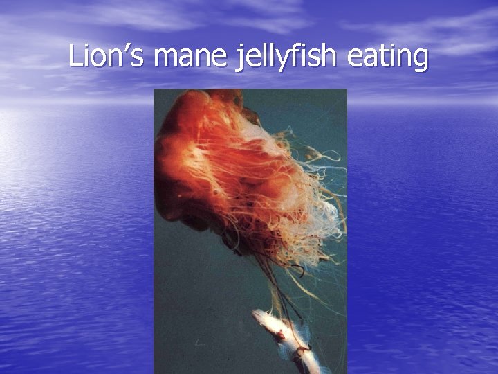 Lion’s mane jellyfish eating 