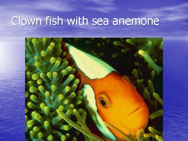 Clown fish with sea anemone 