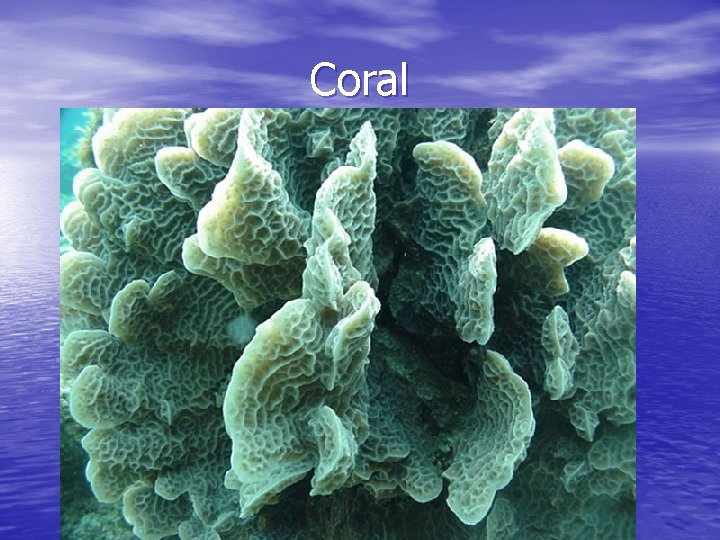 Coral 