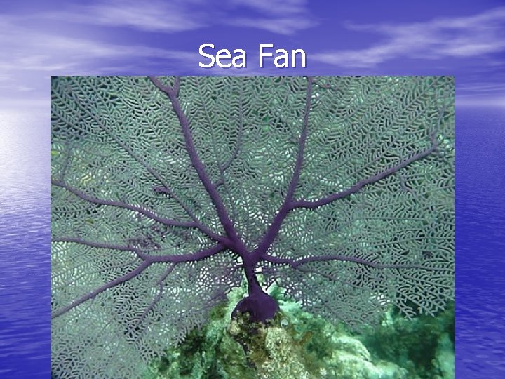 Sea Fan 