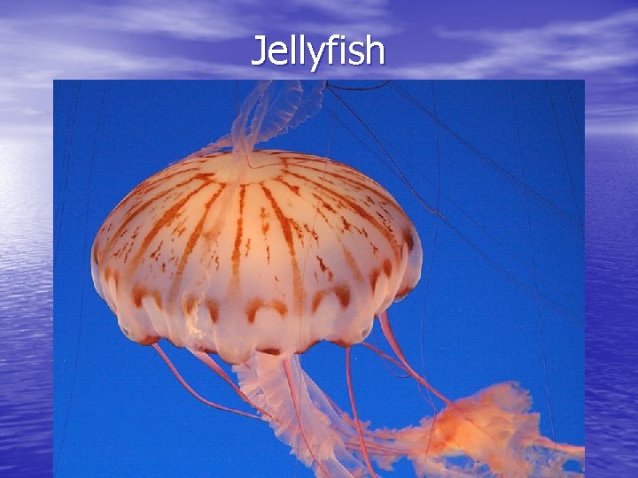 Jellyfish 