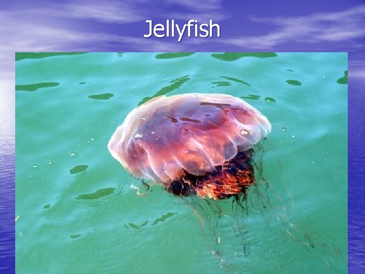 Jellyfish 