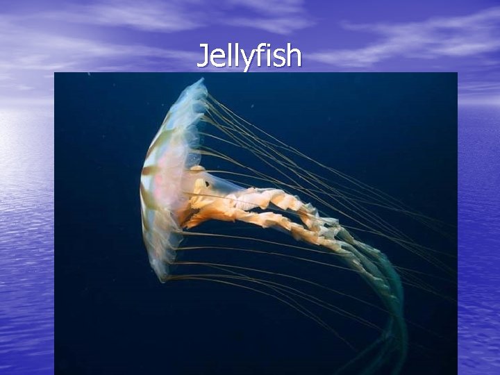 Jellyfish 