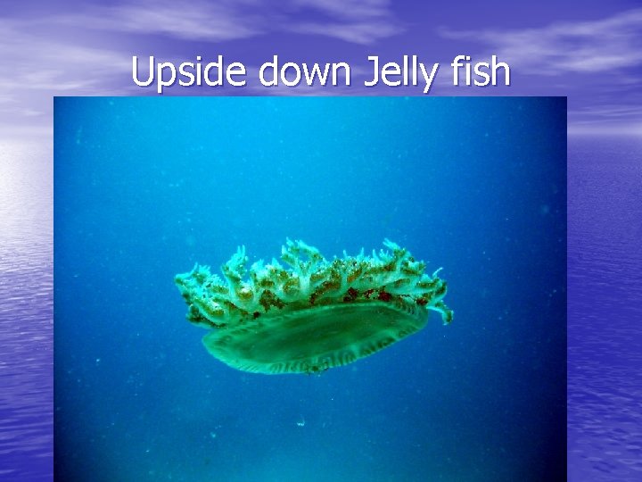 Upside down Jelly fish 