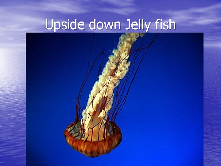 Upside down Jelly fish 